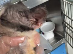-纳吉亚猫专科动物医院博雅分院