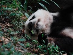 -都江堰中华大熊猫苑