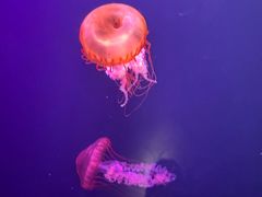 -迪拜水族馆及水下动物园
