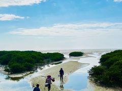 -北海金海湾红树林生态旅游区