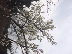 iphone_upload_pic-香雪海