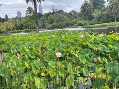 -墨尔本皇家植物园