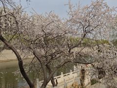 -桃花堤公园