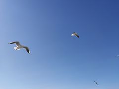 -乌梁素海景区