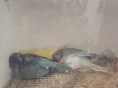 -吉丁鸟咖·异宠·寄养