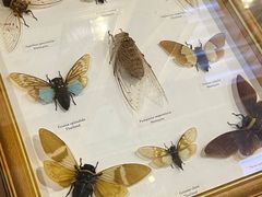 -上海大自然野生昆虫馆