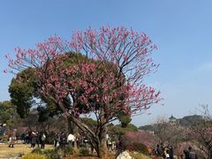 -无锡梅园公园