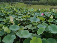 -梁鸿国家湿地公园