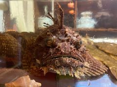 先生鱼-樱の花亭日本料理店