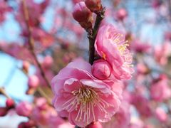 -梅花山(明孝陵内)