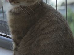 -瑞鹏宠物医院·夜间急症·心超·猫科(祖庙分店)
