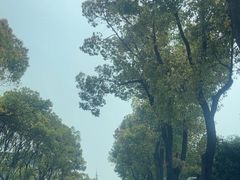 -高东镇樱花园