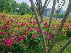 -白鹭湾湿地公园