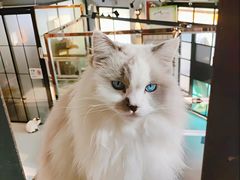 -豆逗聊愈猫阁Easy Life