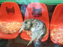 -猫咪博物馆(顶澳仔猫街店)