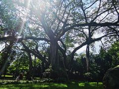 -瑞丽独树成林风景区