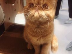 -飞行喵MR PILOT|猫舍·猫咖(静安大融城店)
