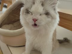 -Let's go狗咖·猫咖·奶狗·桌游(春熙路IFS店)