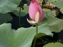 -洪湖生态旅游区