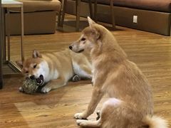 -柴务处·柴犬主题狗咖