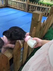 -萌宠亲子动物乐园(槐房万达店)