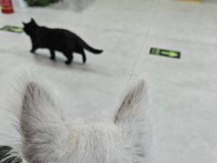 -中农大我爱我爱动物医院·核磁CT·猫病·24小时夜诊中心(石佛营店)