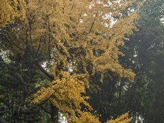 -望江楼公园