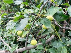 -北京鹫峰国家森林公园