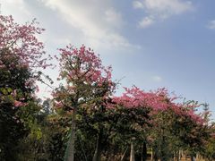-东莞植物园