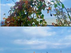 -Vanillacafe香草咖啡(银海大世界店)