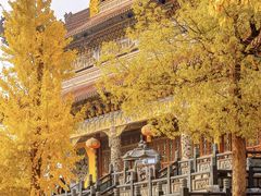 -南海禅寺