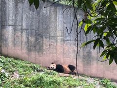 -中国大熊猫保护研究中心雅安碧峰峡基地