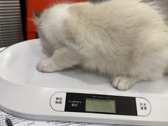 -伟伟宠物医院·CT影像中心·瑞派犬猫综合性门诊(汉口总院)