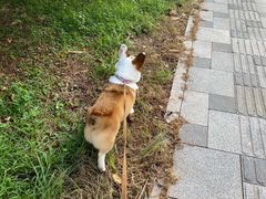 -宠颐生猫科·内科皮肤科(西平世纪城店)