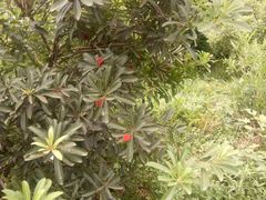 -塘栖枇杷特色园区