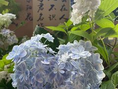 -吴山景区