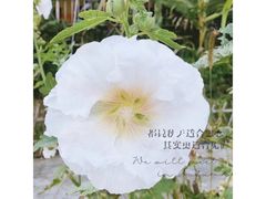 -乌蒙大草原