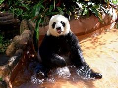 -海南热带野生动植物园