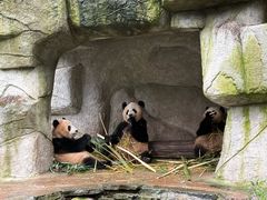 -中国大熊猫保护研究中心雅安碧峰峡基地