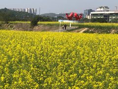 -光明小镇欢乐田园