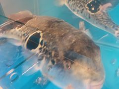 -天正河鲀·河豚亭(大连店)