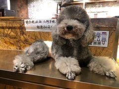 -more than meow吴止猫主题餐厅(承德 中船汇店)