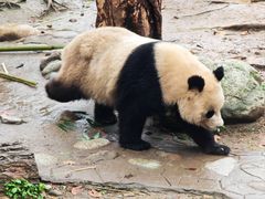 -都江堰中华大熊猫苑