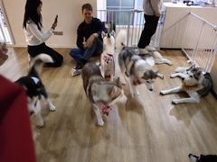 -Husky Go! 哈士奇体验馆·宠物咖啡厅狗咖
