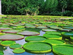 -西双版纳傣族园