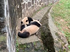 -都江堰中华大熊猫苑