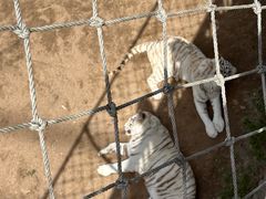 -西霞口神雕山野生动物世界
