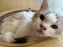 -飞行喵MR PILOT|猫舍·猫咖(静安大融城店)