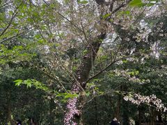 -武汉大学-樱园