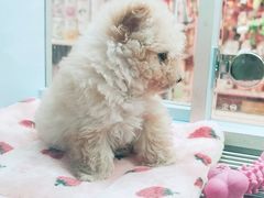 -FAELING PETS美天灵宠物(合生汇店)